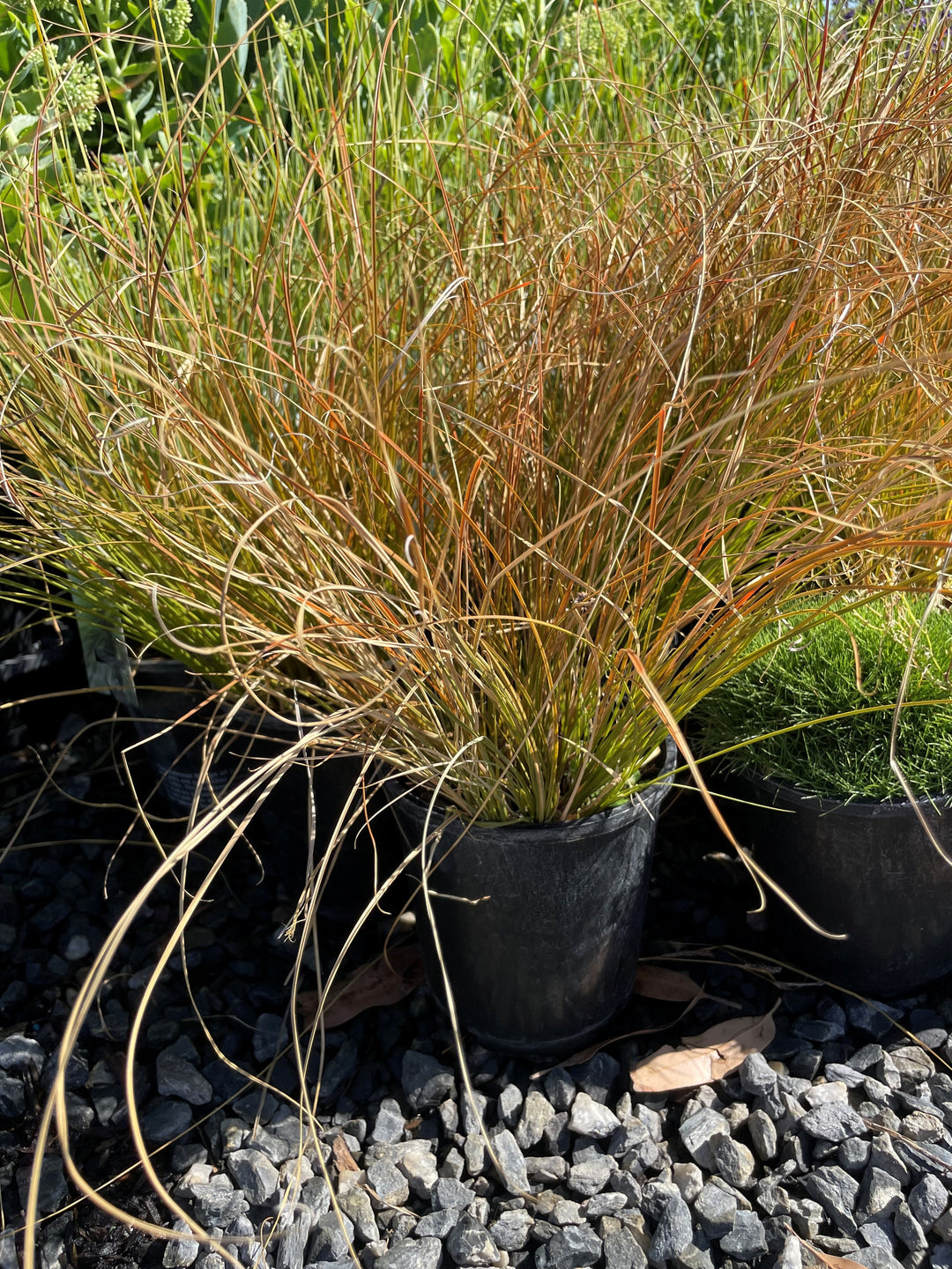 Carex Testacea 140mm Pot for sale Adelaide Plant Co