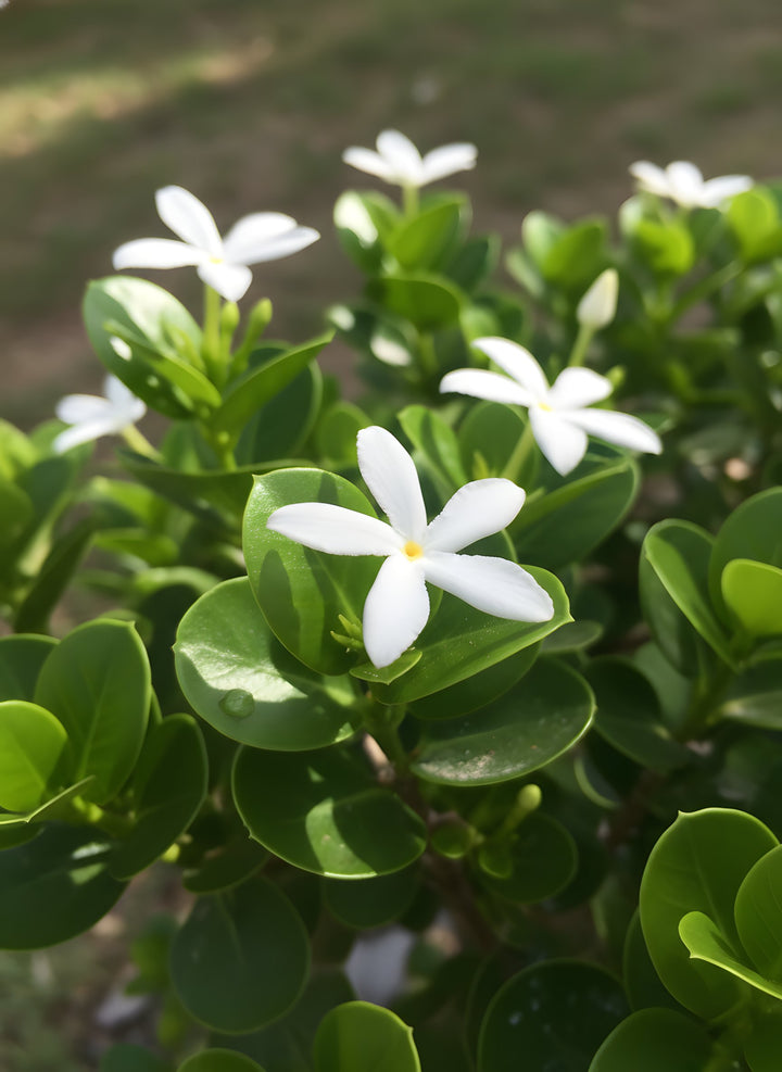 Carissa Macrocarpa &
