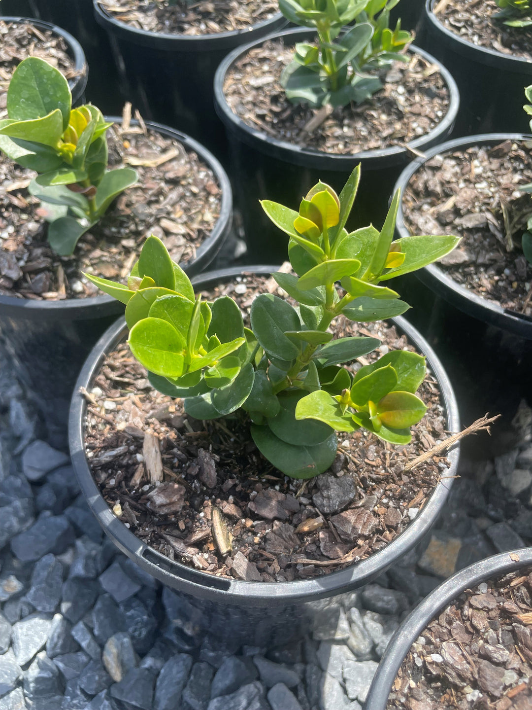 Carissa Macrocarpa 'Desert Star'