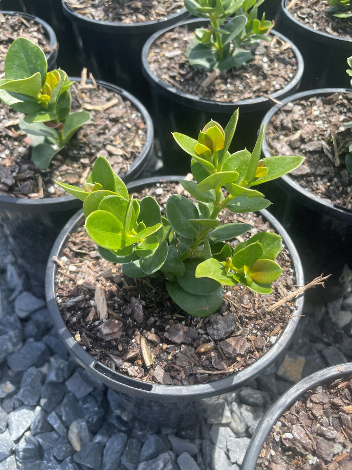 Carissa Macrocarpa 'Desert Star'