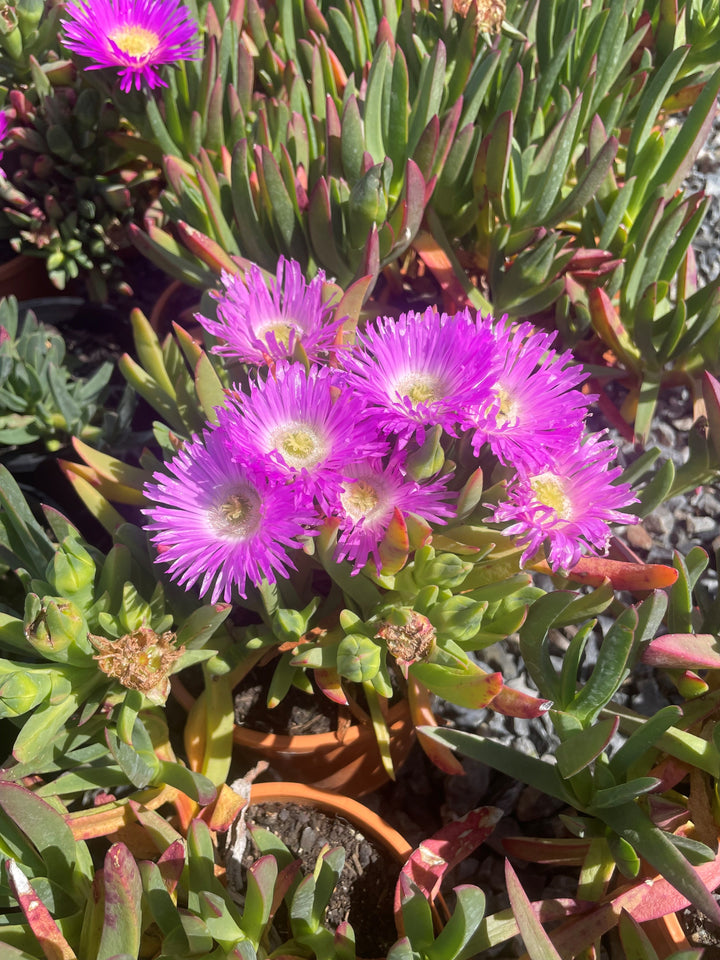 Carpobrotus Rossii