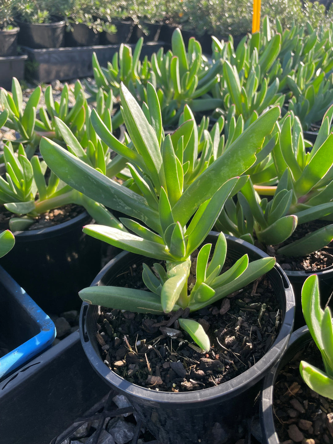 Carpobrotus Rossii 140mm Pot for sale Adelaide Plant Co