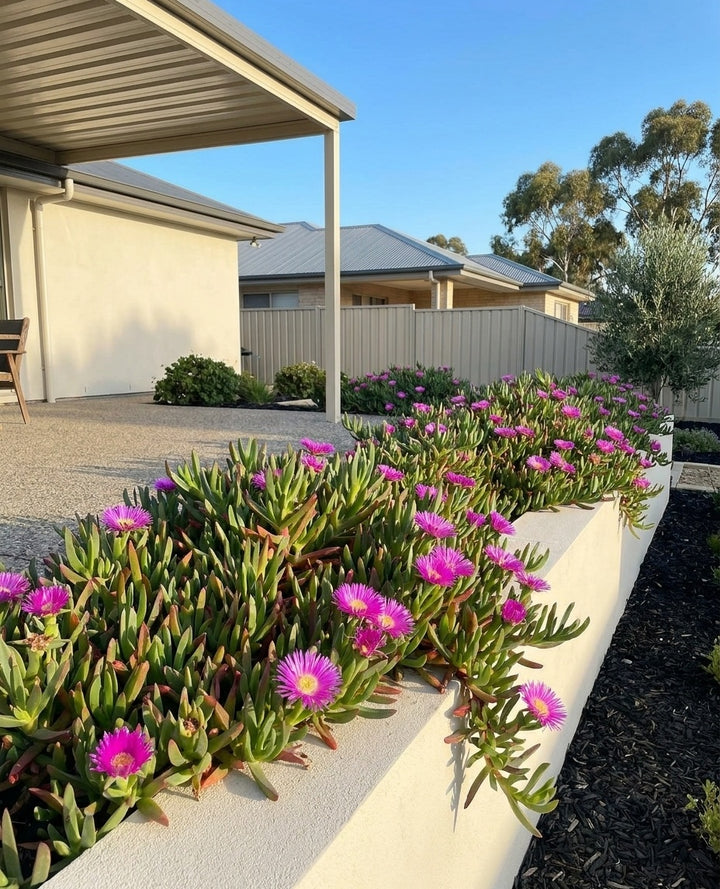 Carpobrotus Rossii massed on a low bank, spilling over the top of a rendered retaining wall in an Adelaide garden.