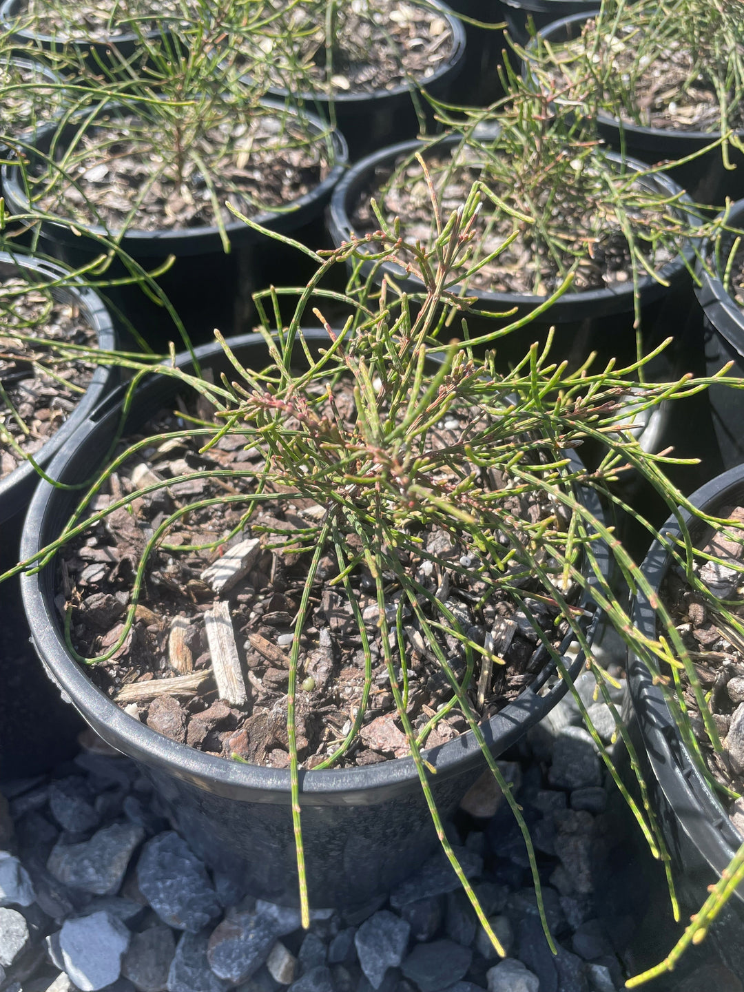 Casuarina glauca &