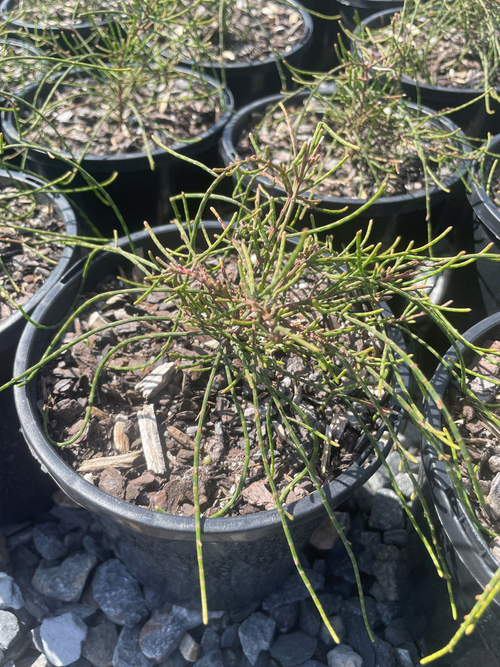 Casuarina glauca &