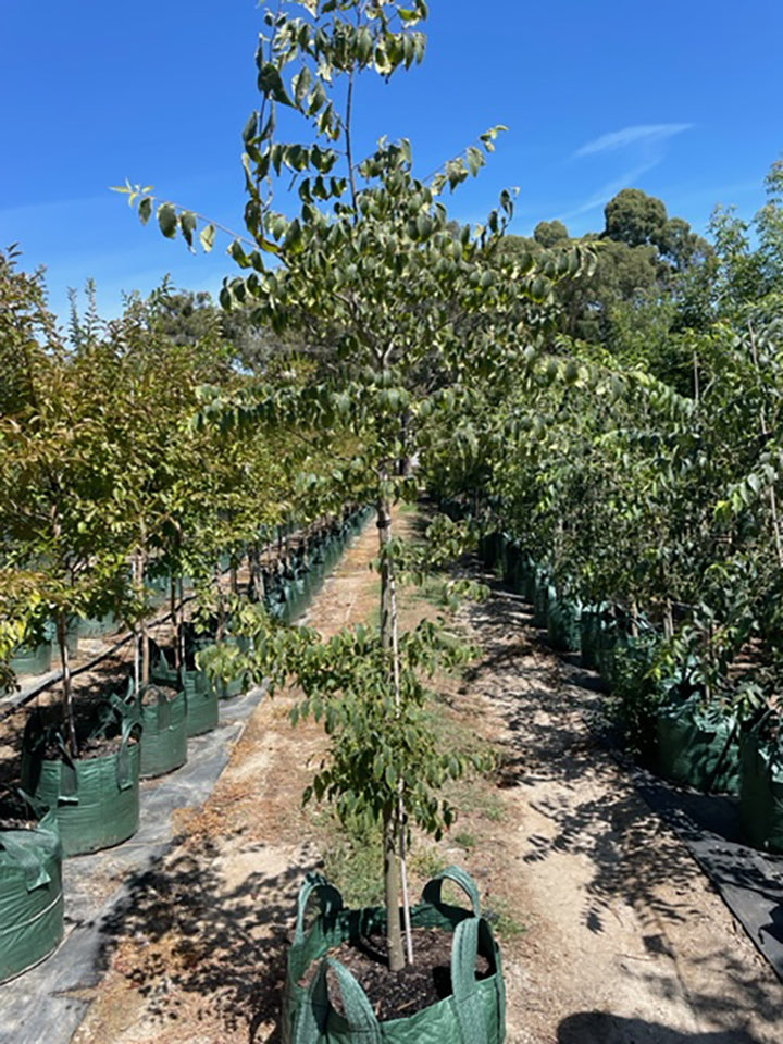 Celtis australis 100L Grow Bag for sale Adelaide Plant Co