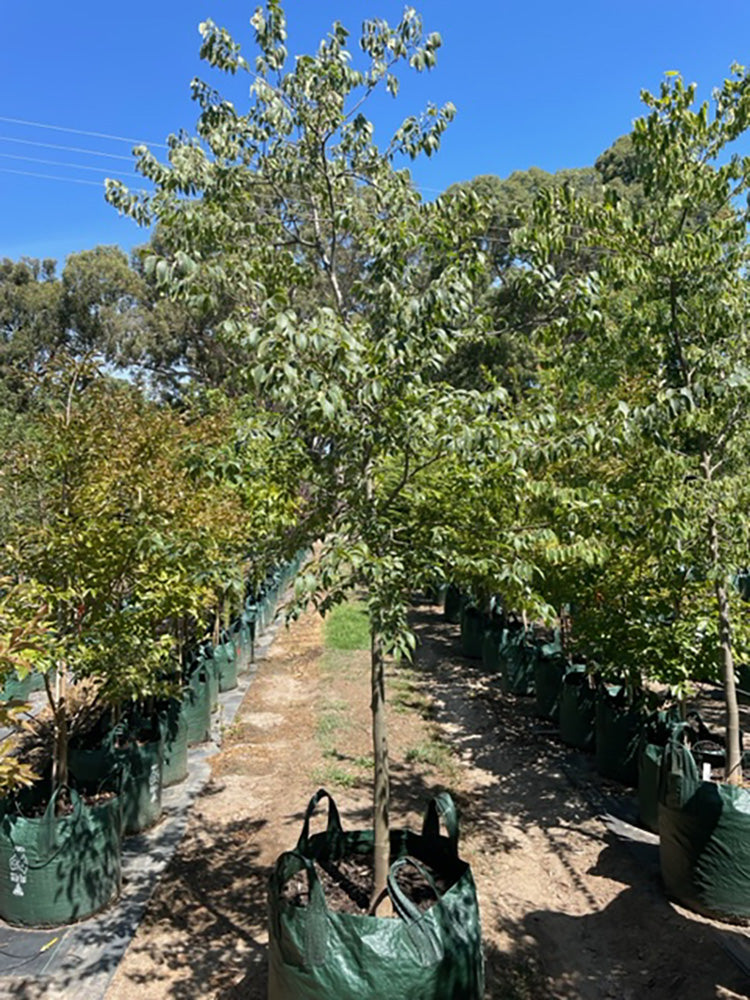 Celtis australis 200L Grow Bag for sale Adelaide Plant Co