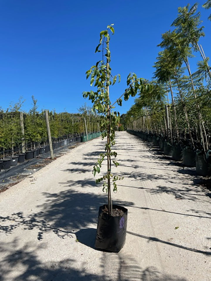 Celtis australis 300mm Pot for sale Adelaide Plant Co