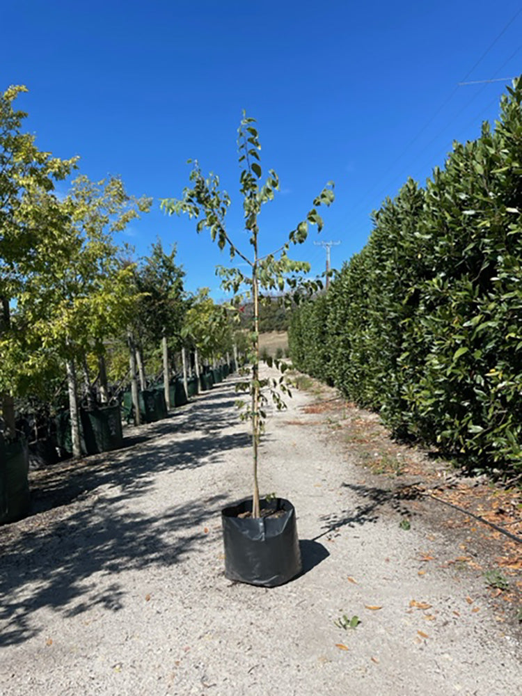Celtis australis 300mm Pot for sale Adelaide Plant Co