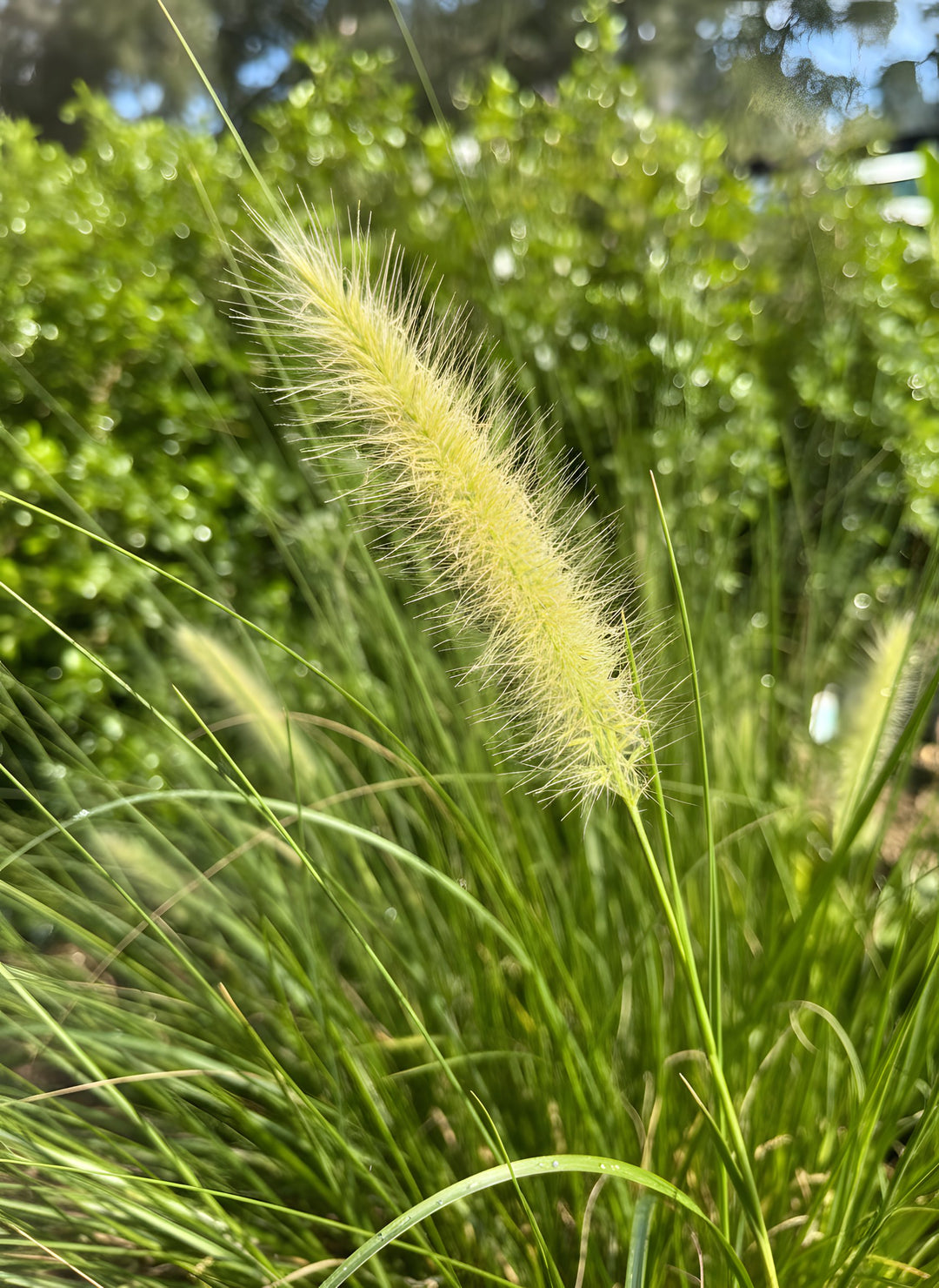 Cenchrus purpurascens 'Nafray' 140mm Pot for sale Adelaide Plant Co