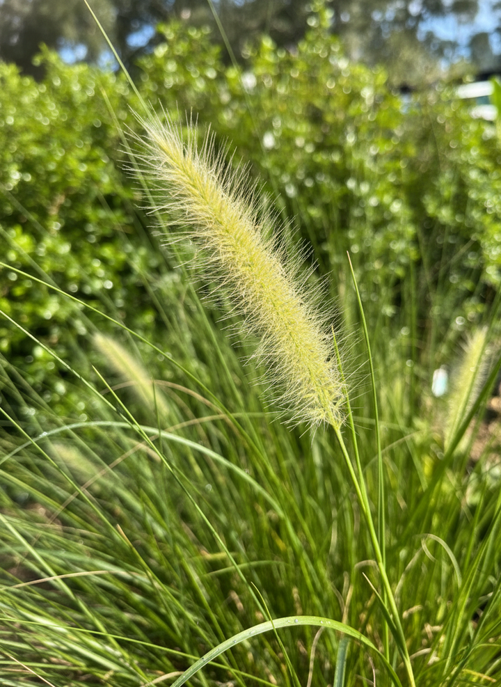 Cenchrus purpurascens &