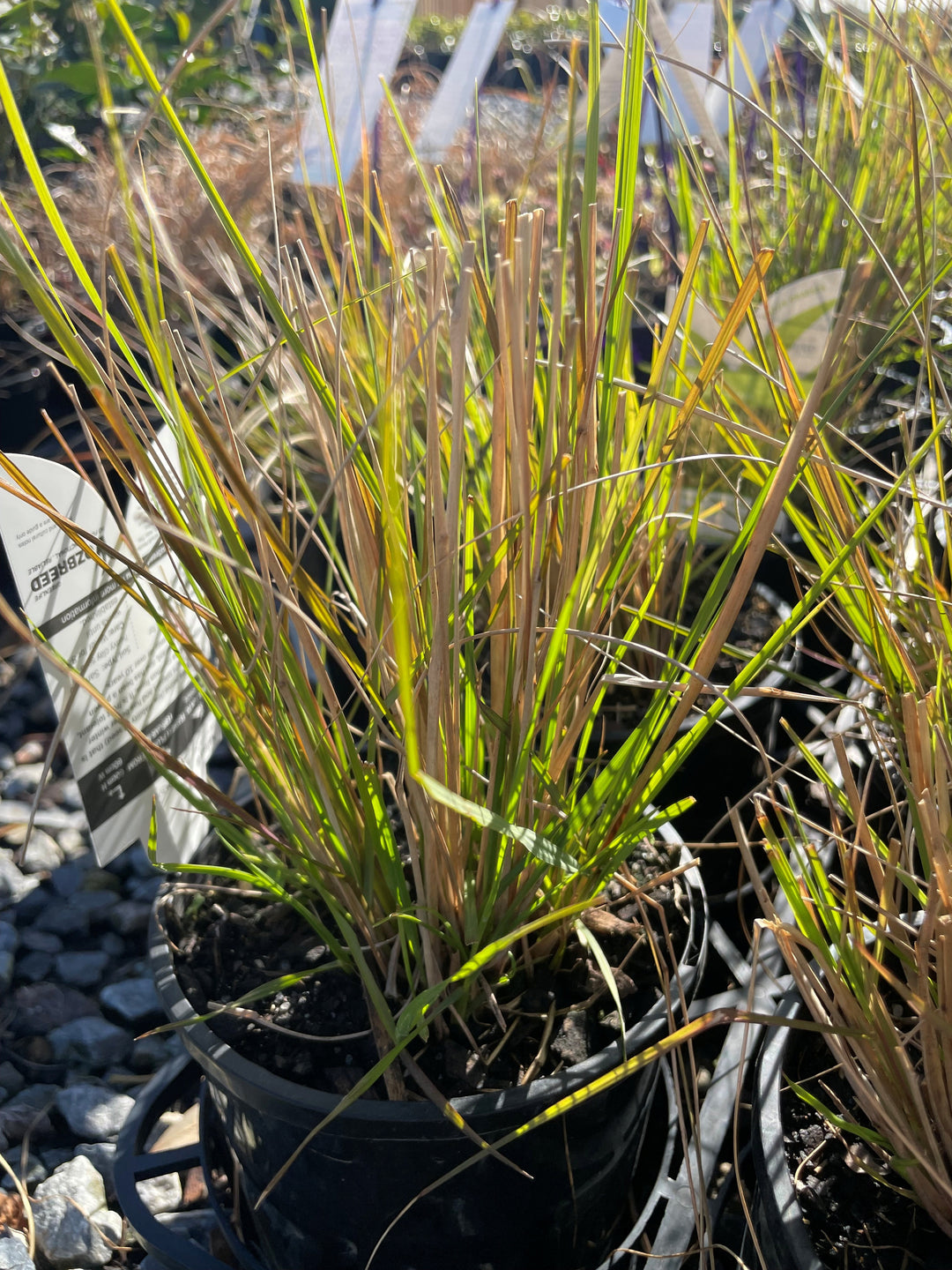 Cenchrus purpurascens &