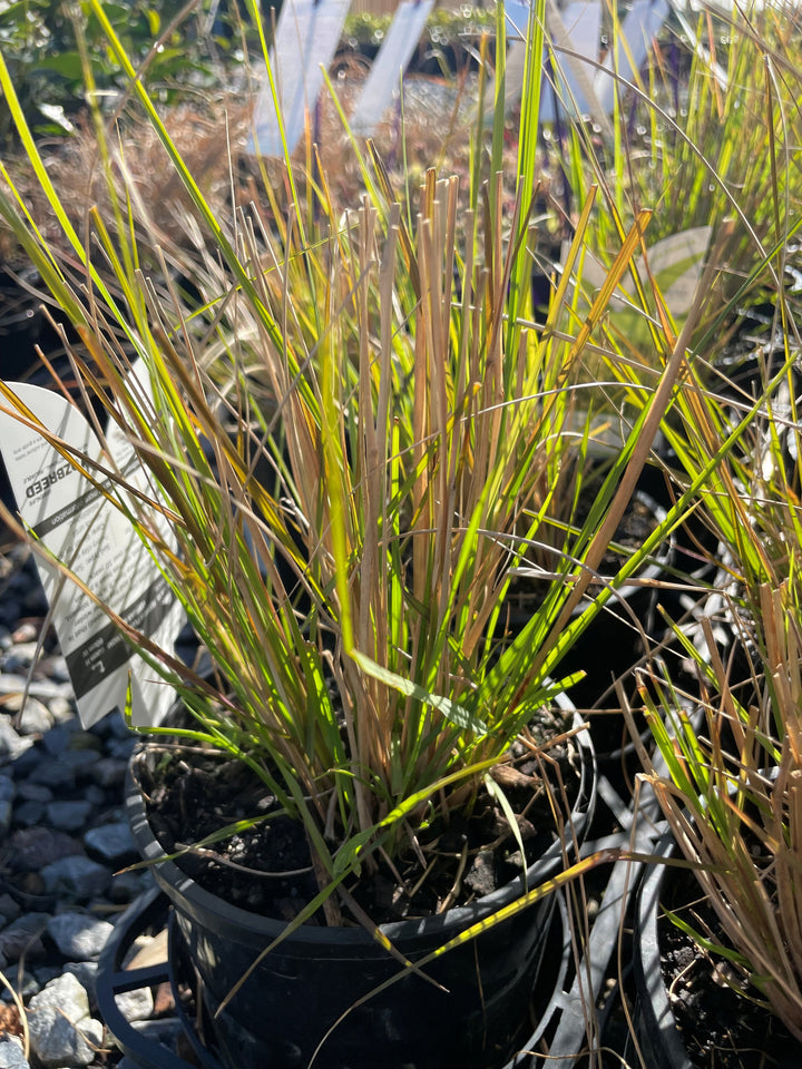 Cenchrus purpurascens &