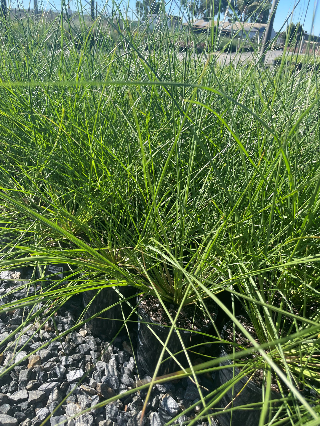 Cenchrus purpurascens &
