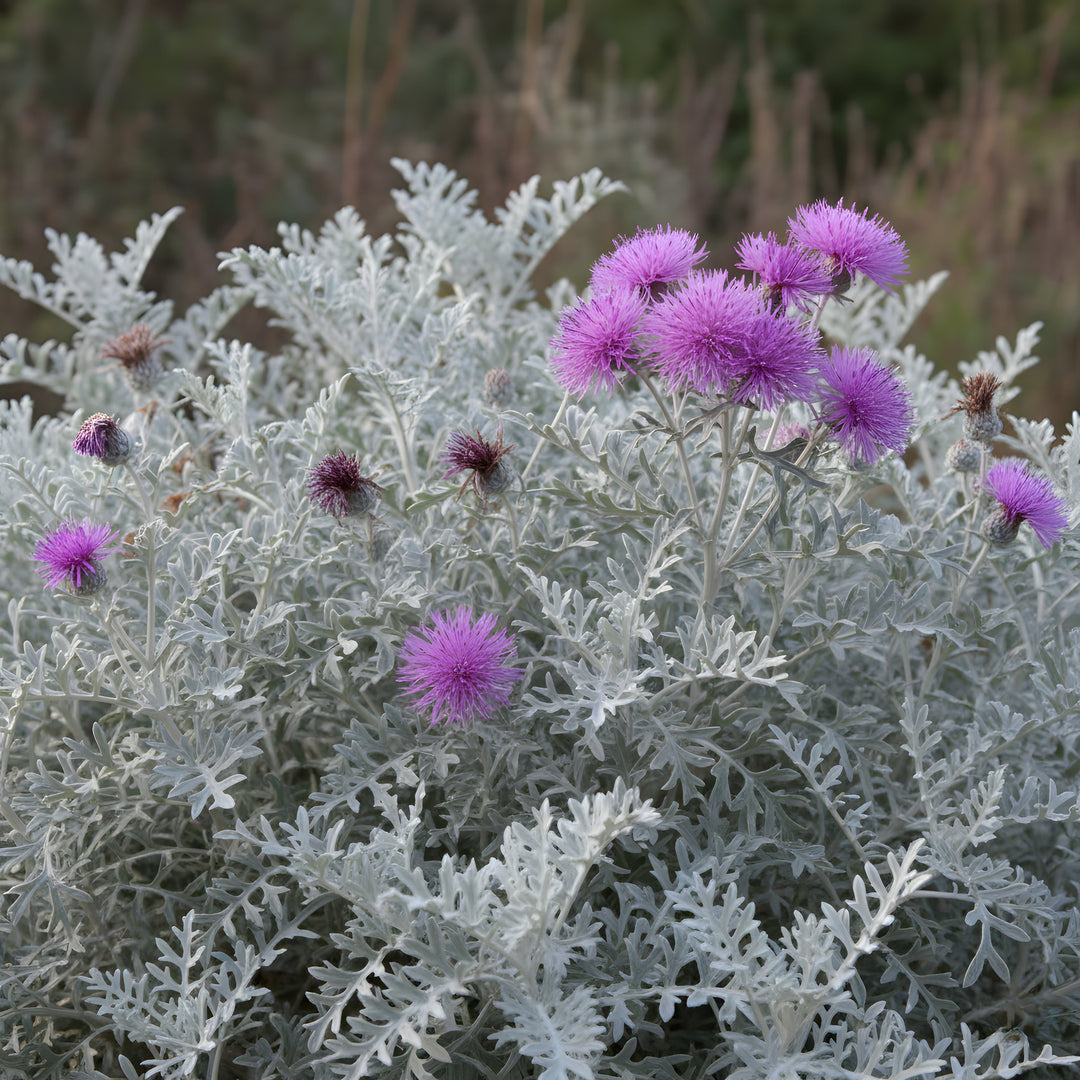 Centaurea 'Silver Fountain' 140mm Pot for sale Adelaide Plant Co