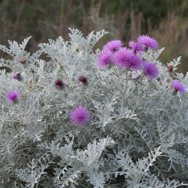Centaurea &