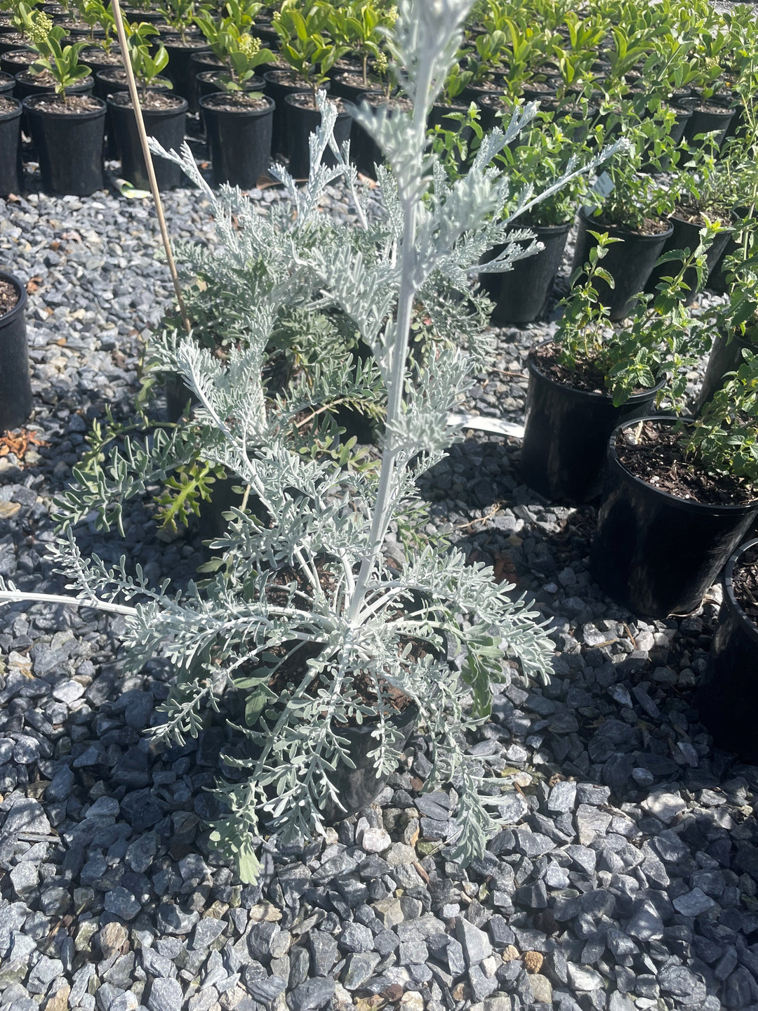 Centaurea 'Silver Fountain'