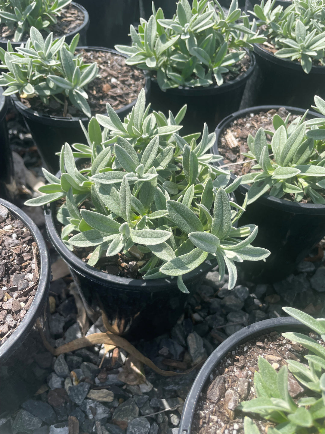 Cerastium tomentosum 'Snow In Summer'