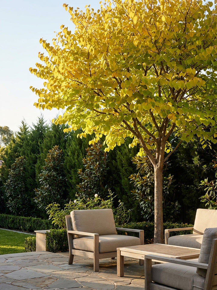 Cercis Canadensis &