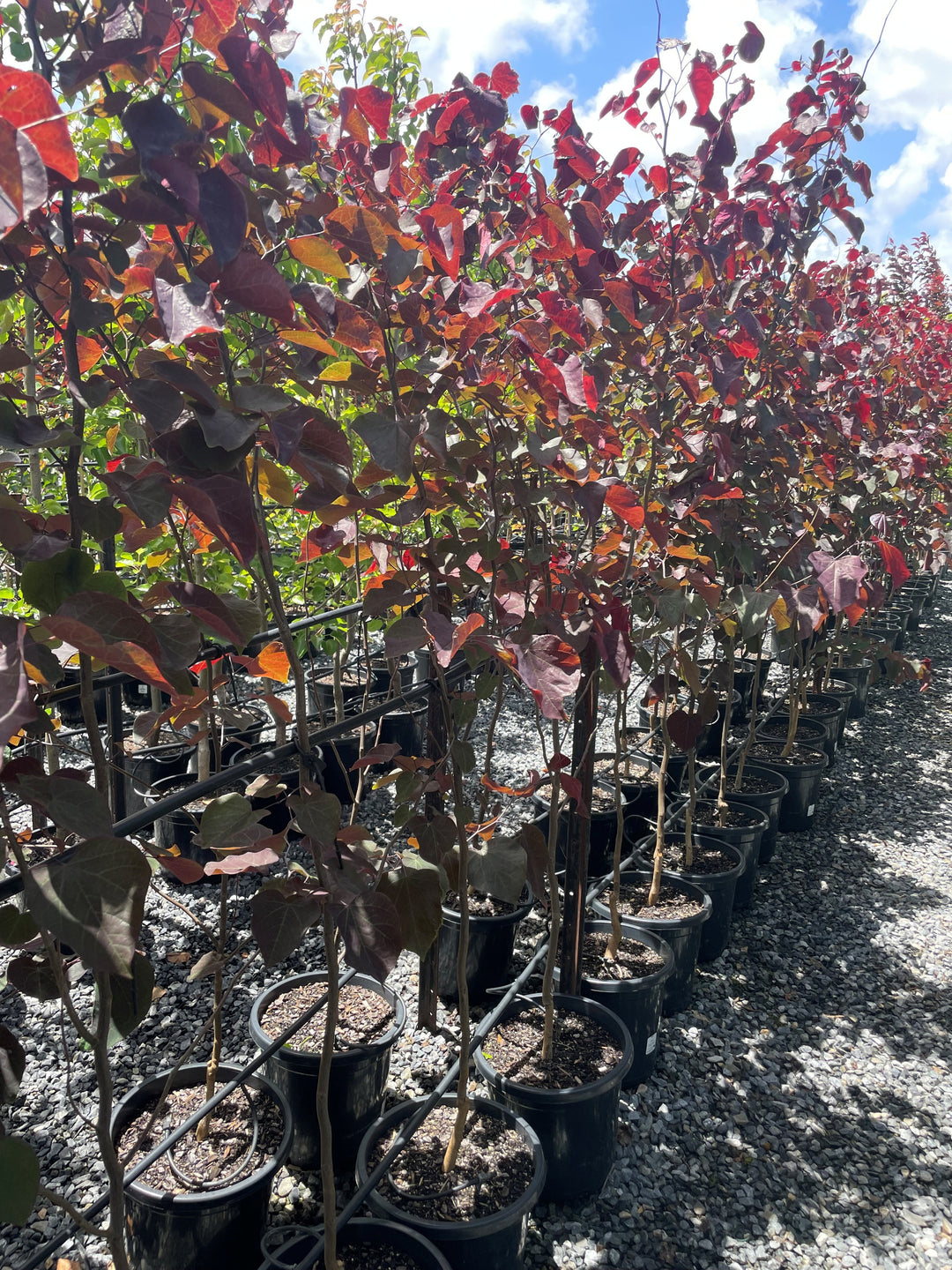 Cercis Canadensis &