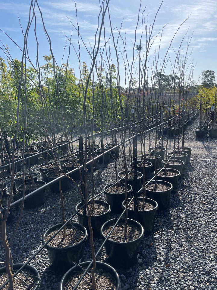 Cercis Canadensis 'Forest Pansy'