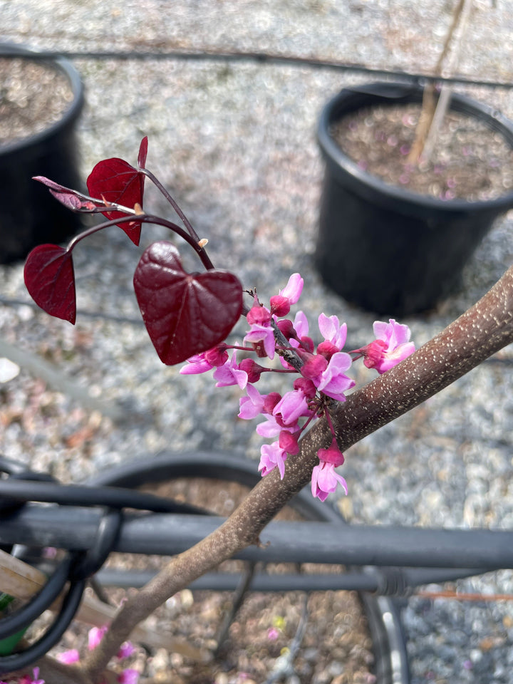 Cercis Canadensis 'Forest Pansy'