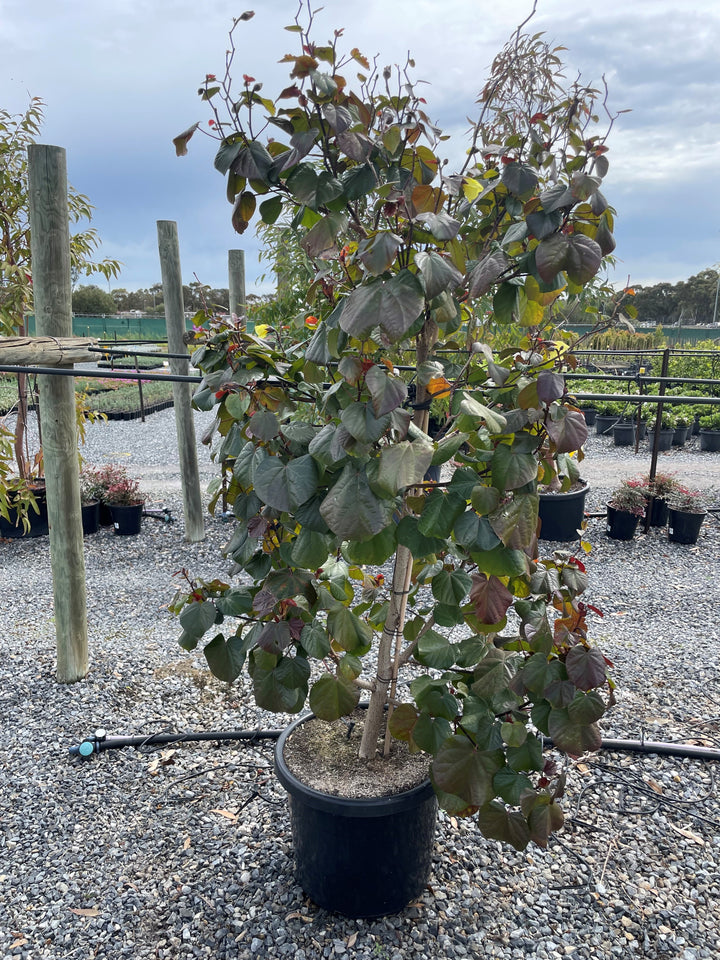 Cercis Canadensis 'Forest Pansy'