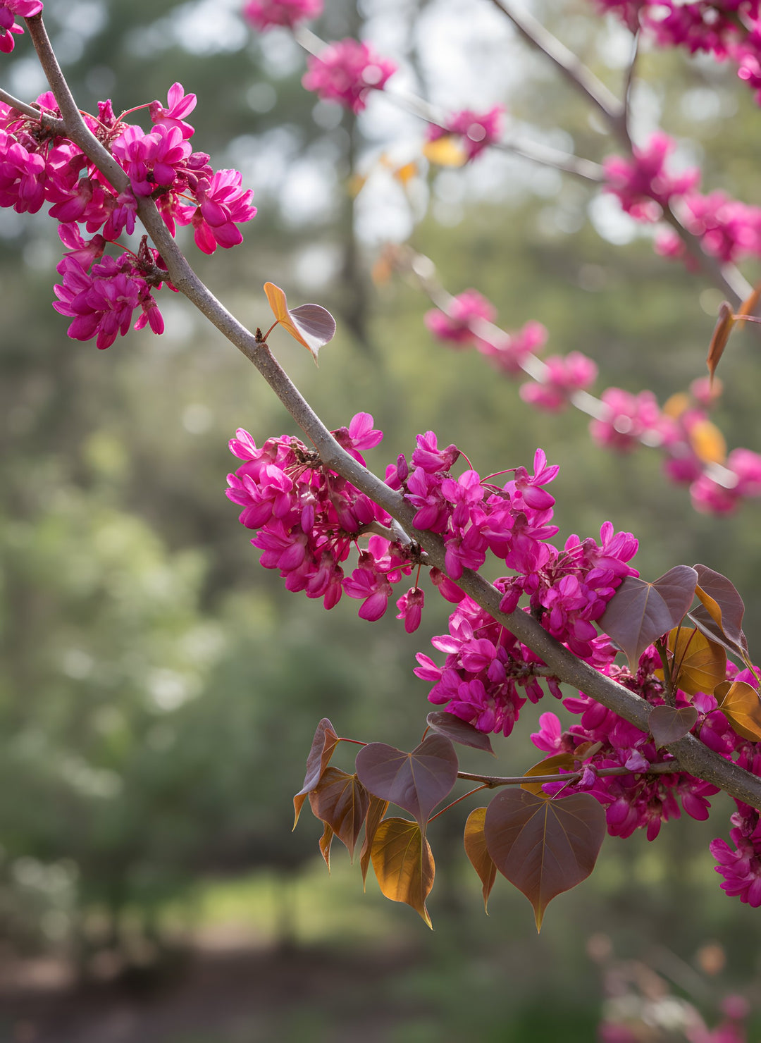 Cercis canadensis 'Merlot' 300mm Pot for sale Adelaide Plant Co