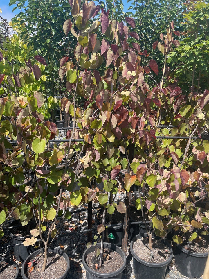 Cercis canadensis &