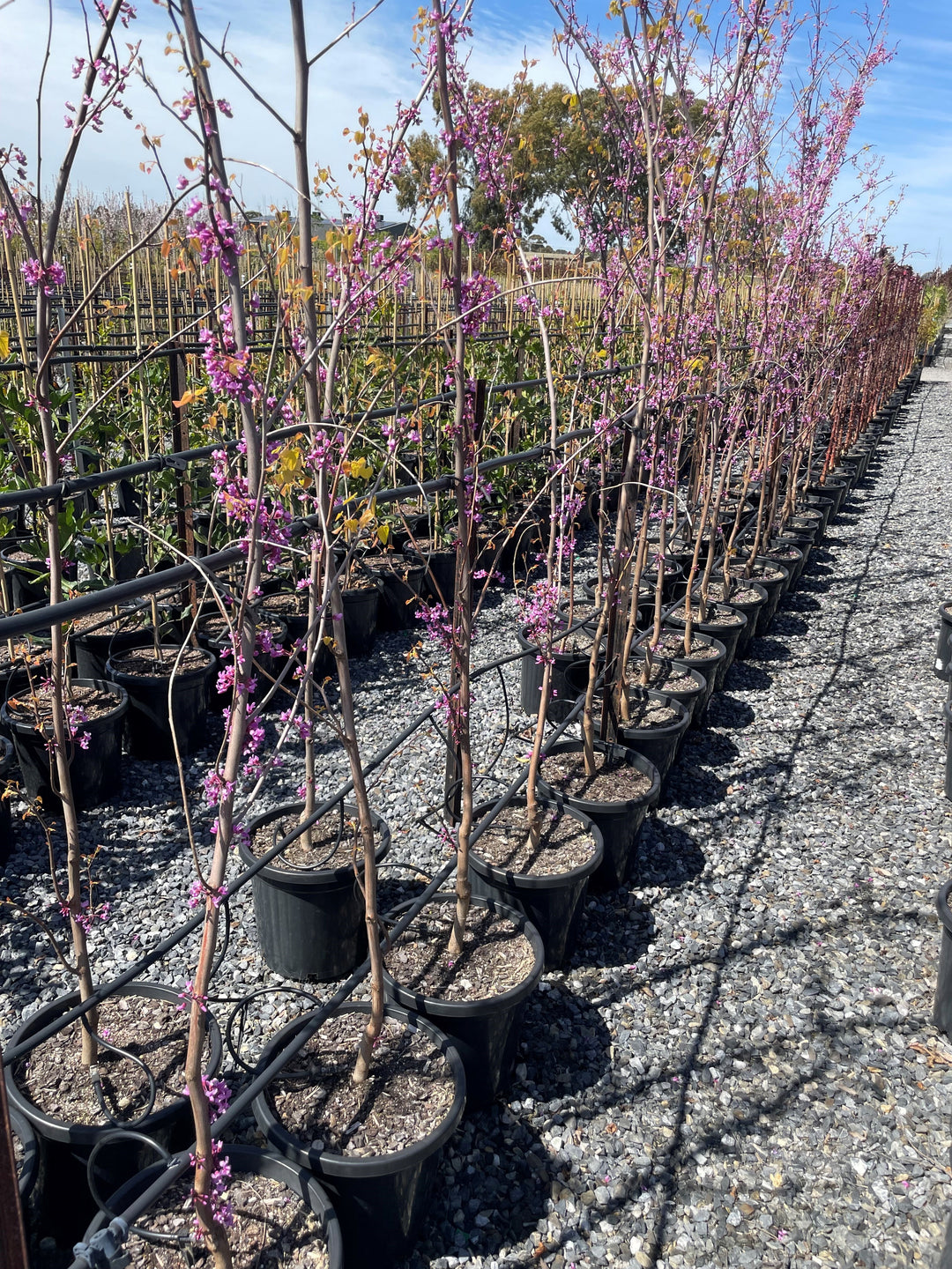 Cercis Canadensis 'Aurelian'