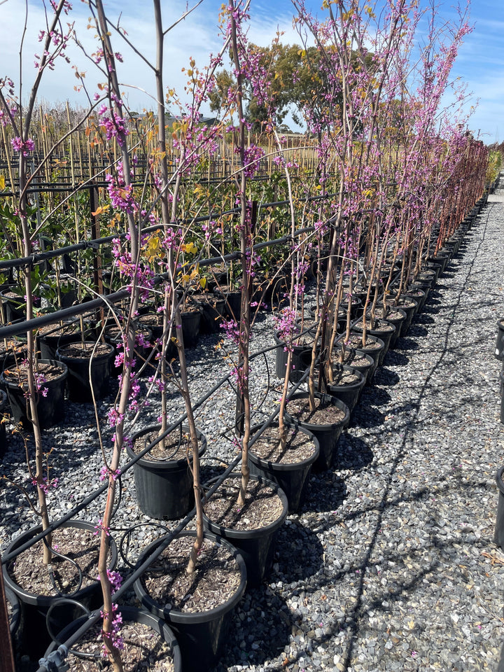 Cercis Canadensis 'Aurelian'