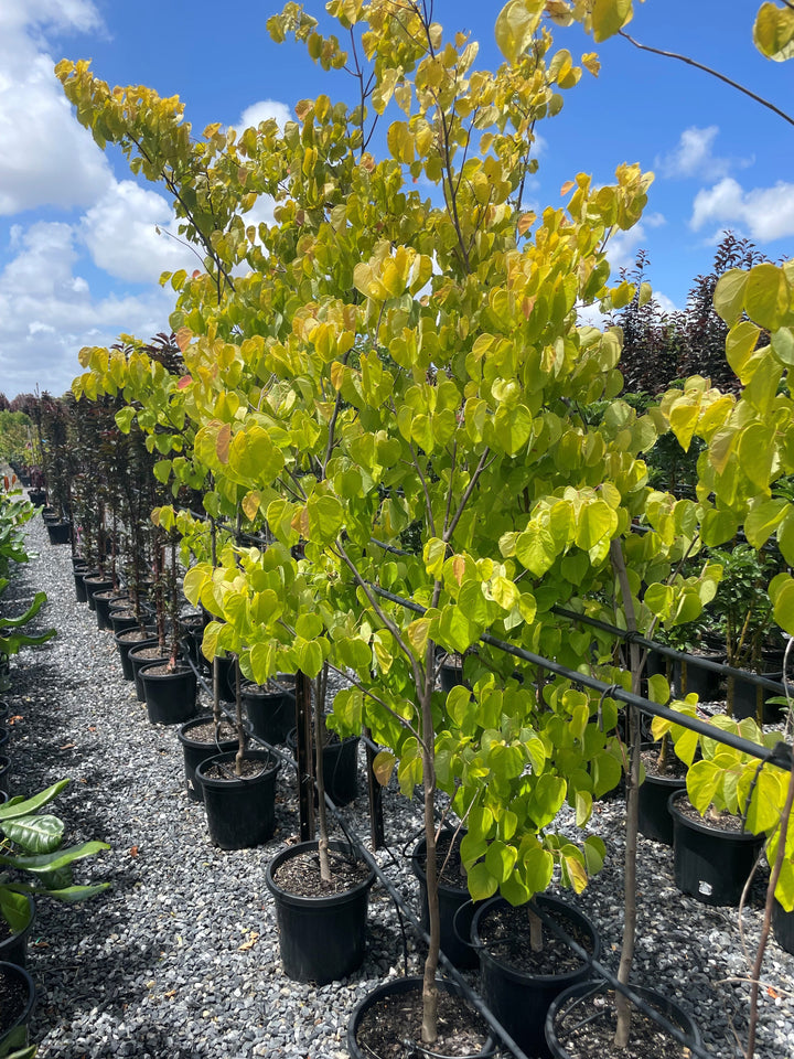 Cercis Canadensis &