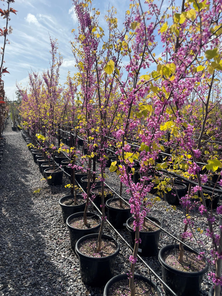 Cercis Canadensis 'Aurelian'