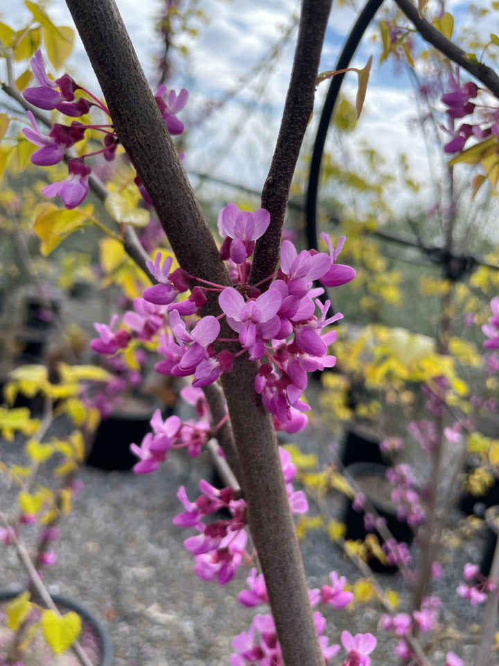 Cercis Canadensis 'Aurelian'