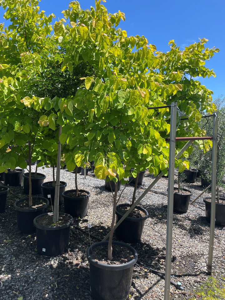 Cercis Canadensis 'Aurelian'