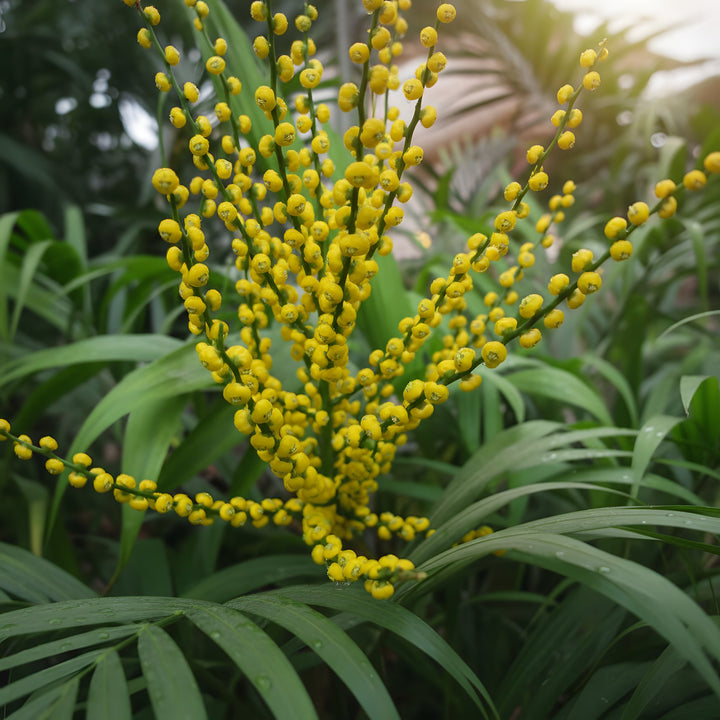 Chamaedorea Elegans 140mm Pot for sale Adelaide Plant Co