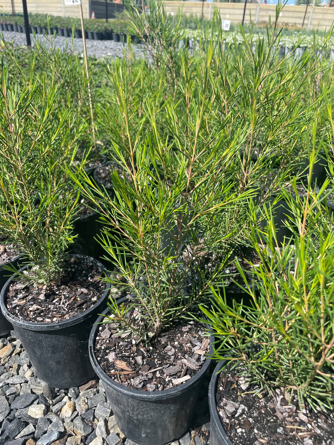 Chamelaucium uncinatum for sale Adelaide Plant Co