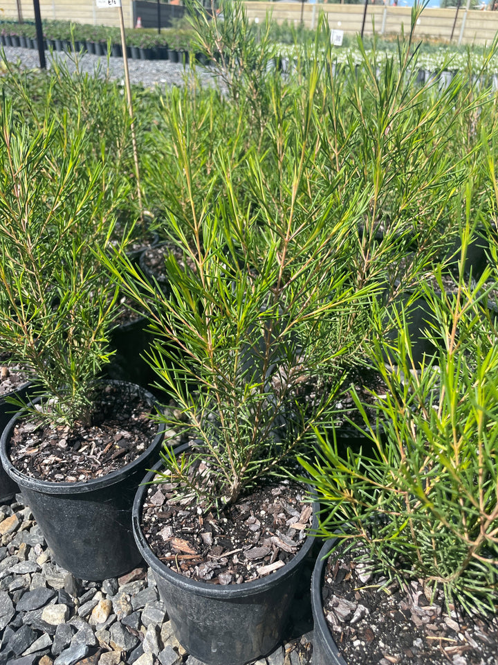 Chamelaucium uncinatum for sale Adelaide Plant Co