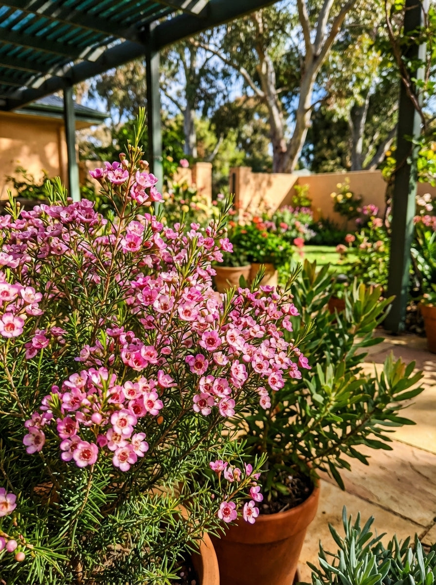 Chamelaucium x verticordia 'Paddys Pink' 140mm Pot for sale Adelaide Plant Co