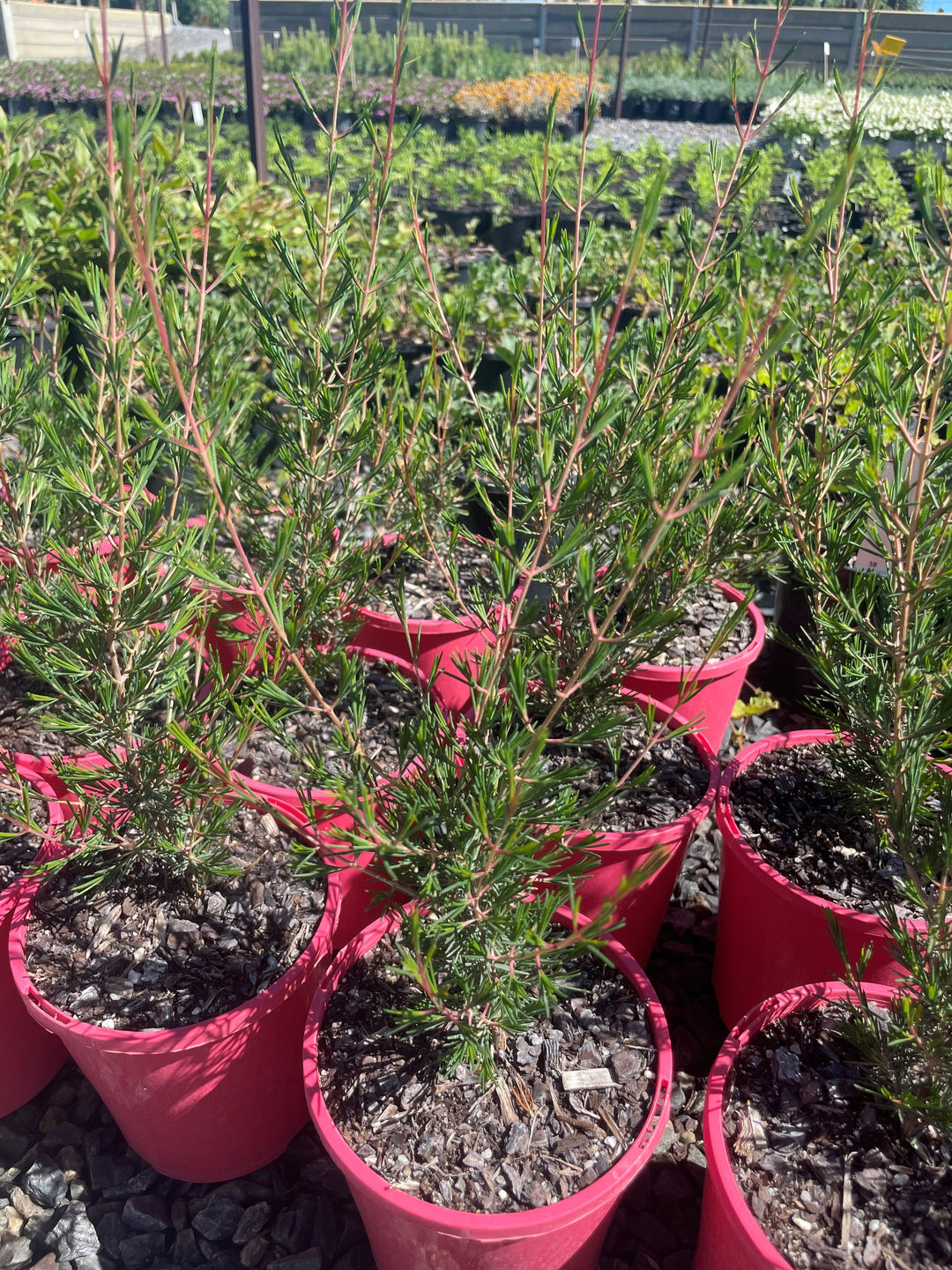 Chamelaucium x verticordia &