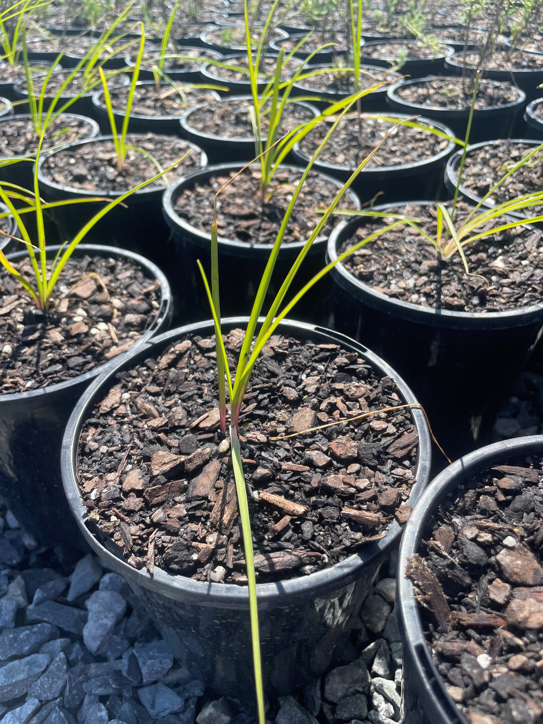 Arthropodium strictum