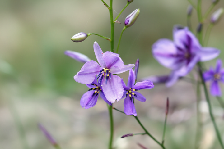 Arthropodium strictum