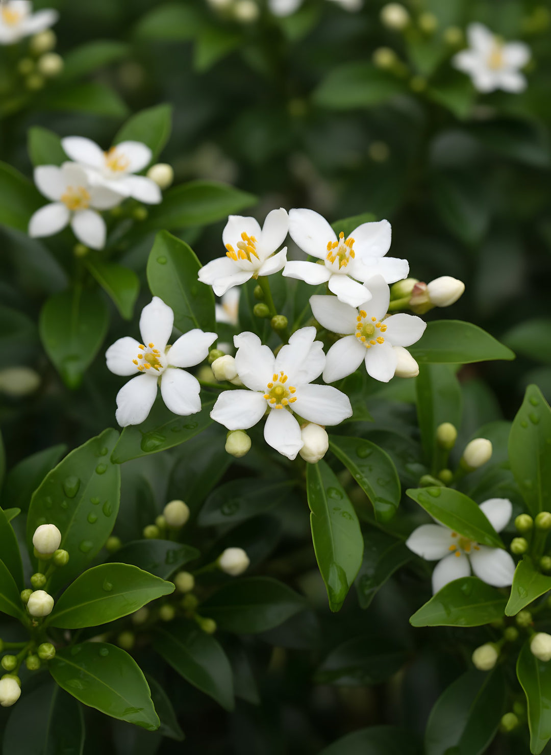 Choisya Ternata 'Mexican Orange Blossom' 140mm Pot for sale Adelaide Plant Co