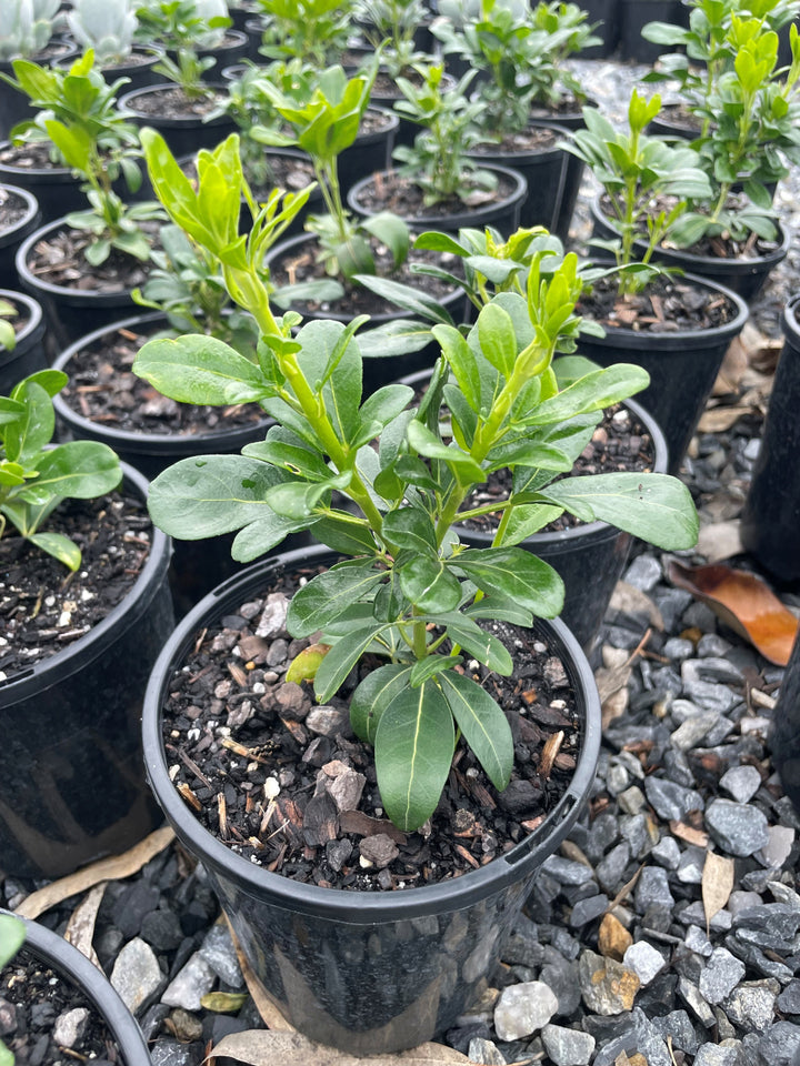 Choisya Ternata 'Mexican Orange Blossom'