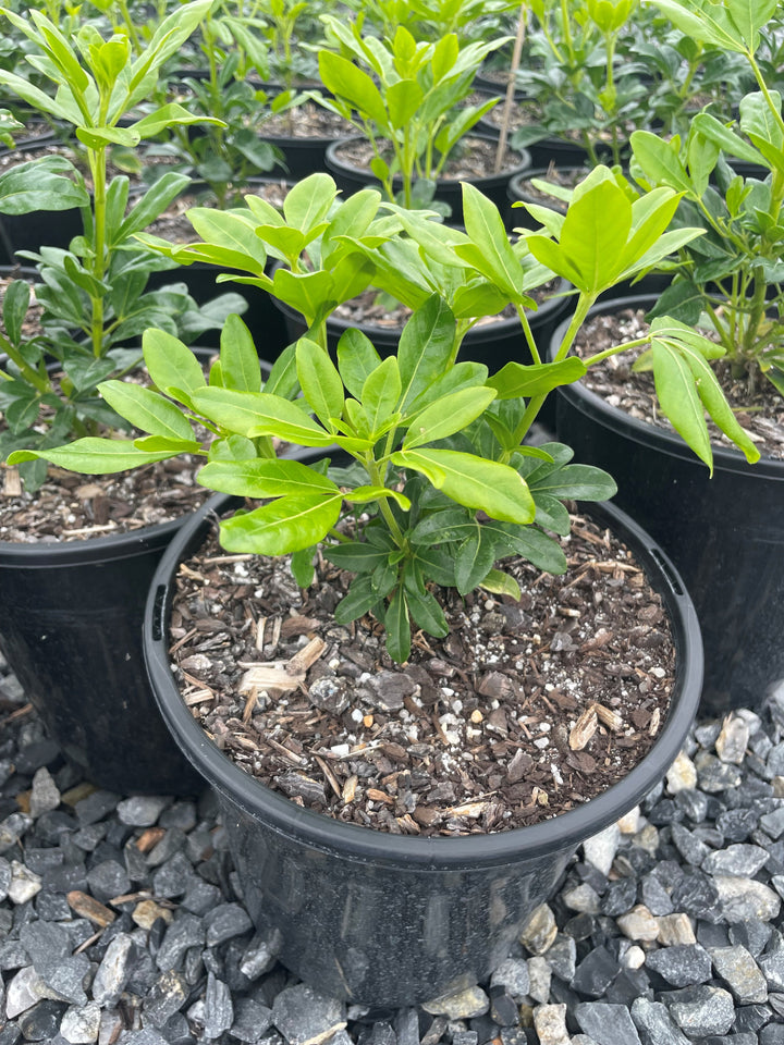 Choisya Ternata &