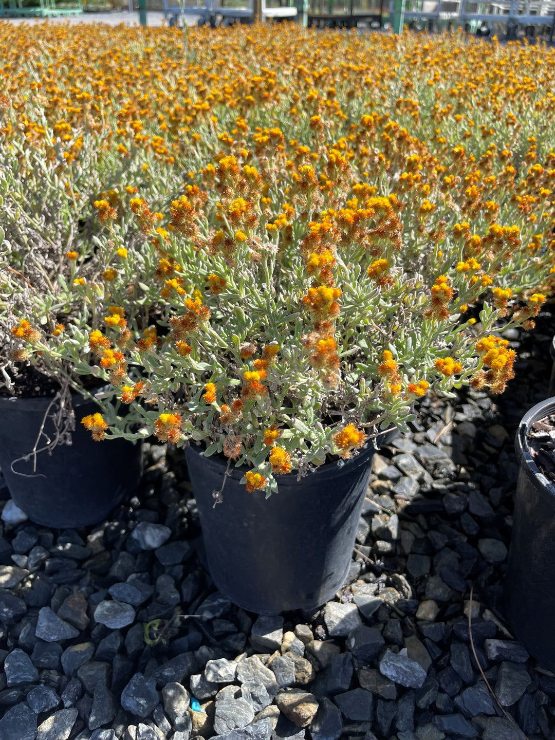 Chrysocephalum ramossisimum 140mm Pot for sale Adelaide Plant Co