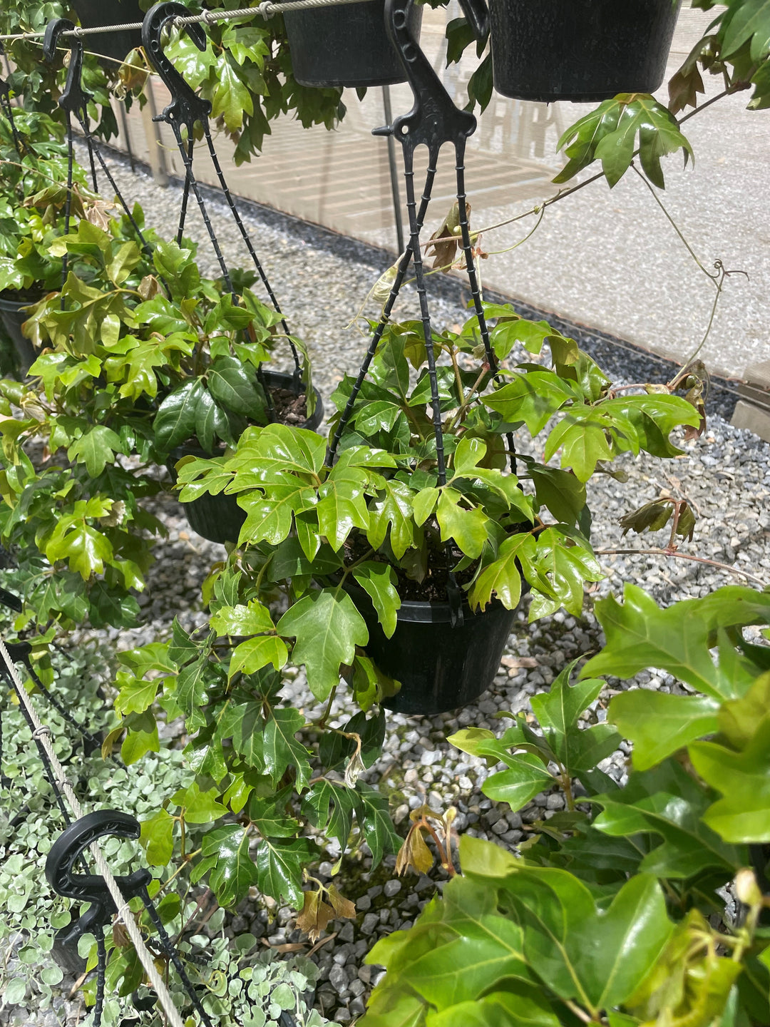 Cissus rhombifolia &