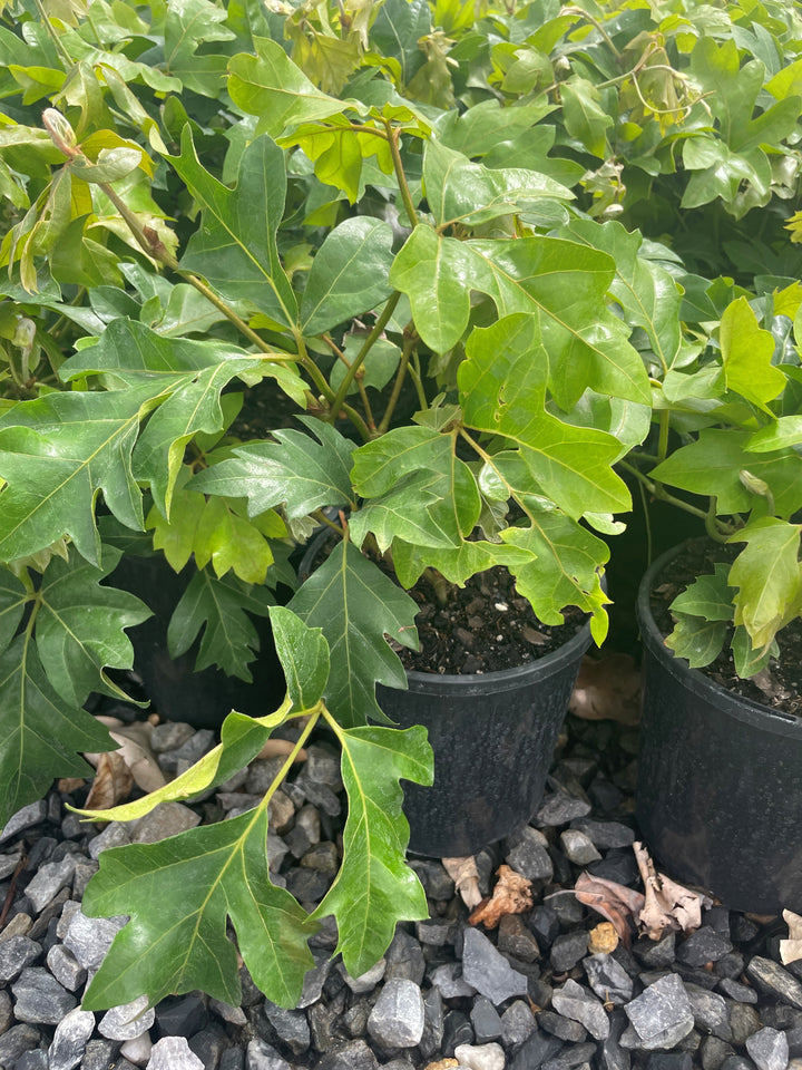 Cissus rhombifolia &