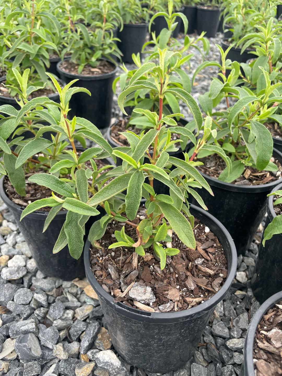 Cistus x purpureus &