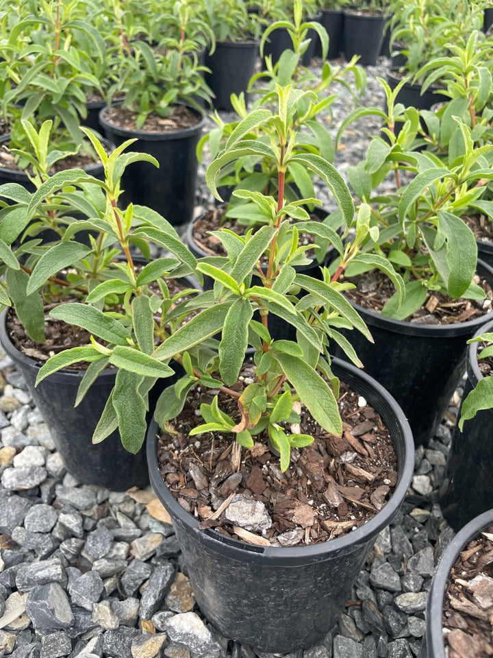Cistus x purpureus &